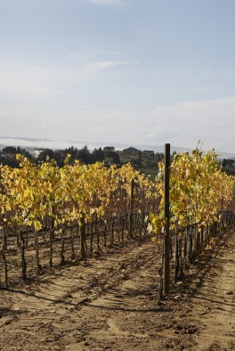 winery of Castel di Pugna
